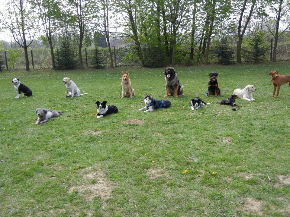 Ilyen jól neveltek a kaposvári kutyák 