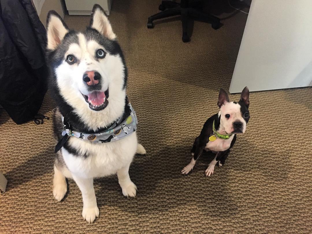 Vidámság a kutyabarát munkahelyen