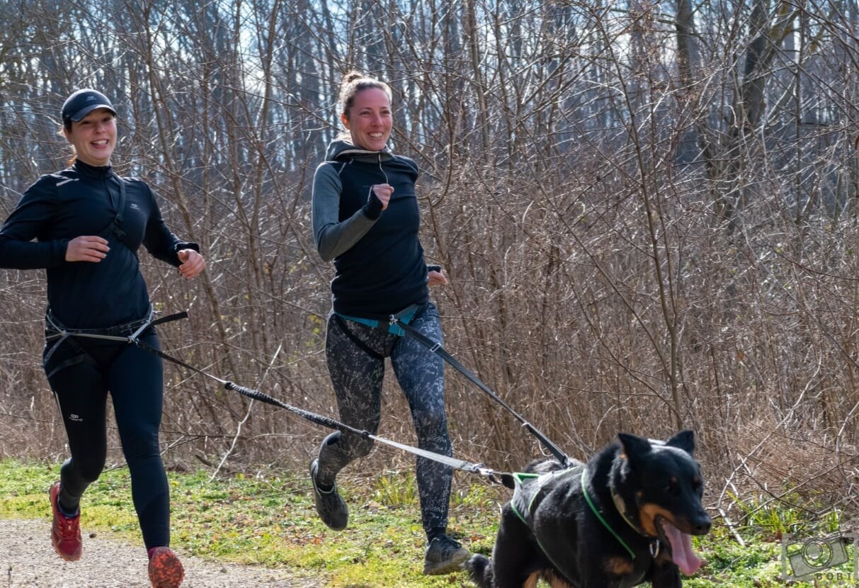 Fontos, hogy megfelelő felszerelésben fussunk kutyánkkal!