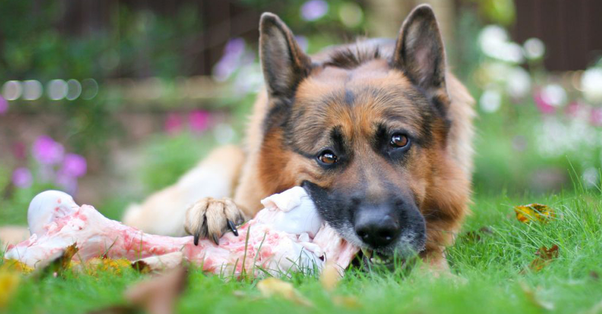 A nyersetetésnél is van pár aranyszabály,amit jó, ha megfogadsz!