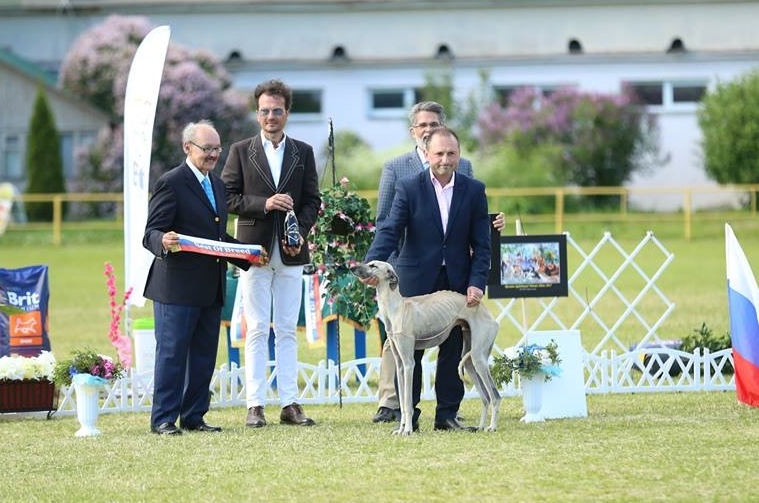 Csontsovány kutyákat is díjaztak az oroszországi agárkiállításon