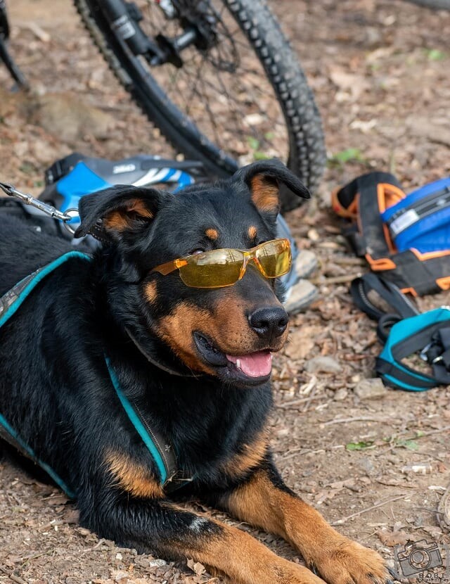 A kutyás futás legfontosabb szempontja, hogy kutya és gazdi is jól érezze magát!