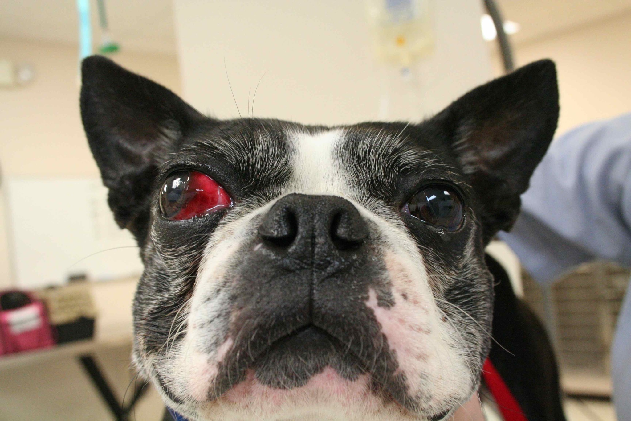 A kidülledő szemű kutyák fokozottan ki vannak téve a szemsérüléseknek