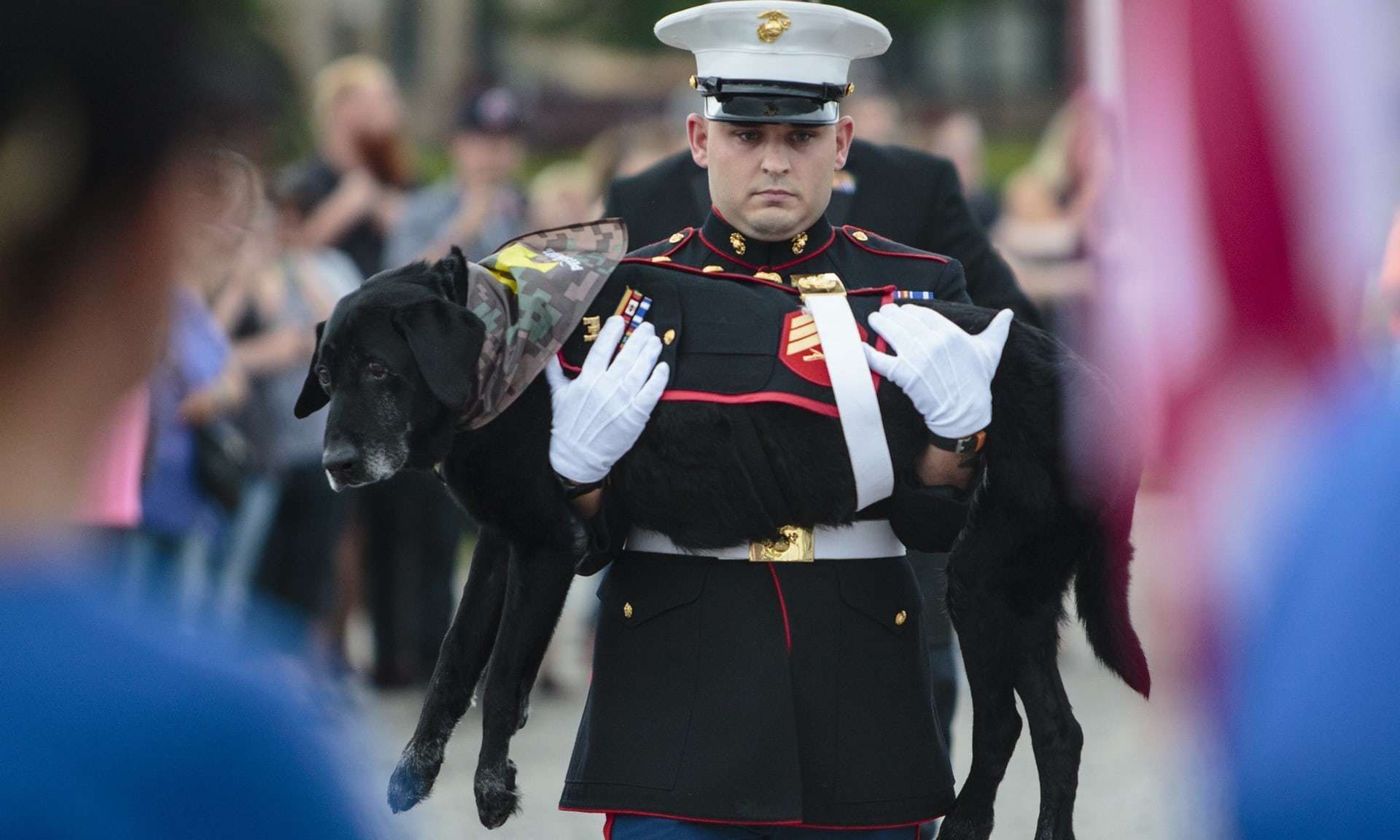 Gazdája a karjában vitte utolsó útjára a beteg labradort