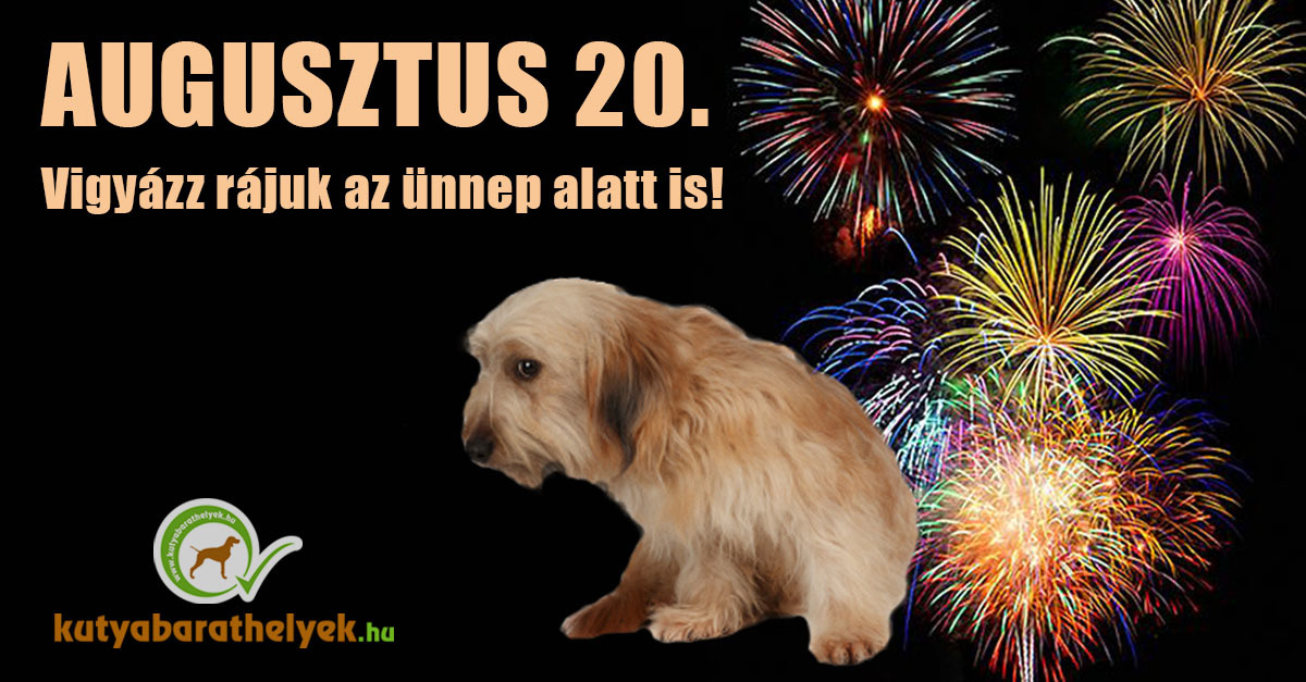 Augusztus 20-i tűzijáték: rettegés a kutyáknak.
