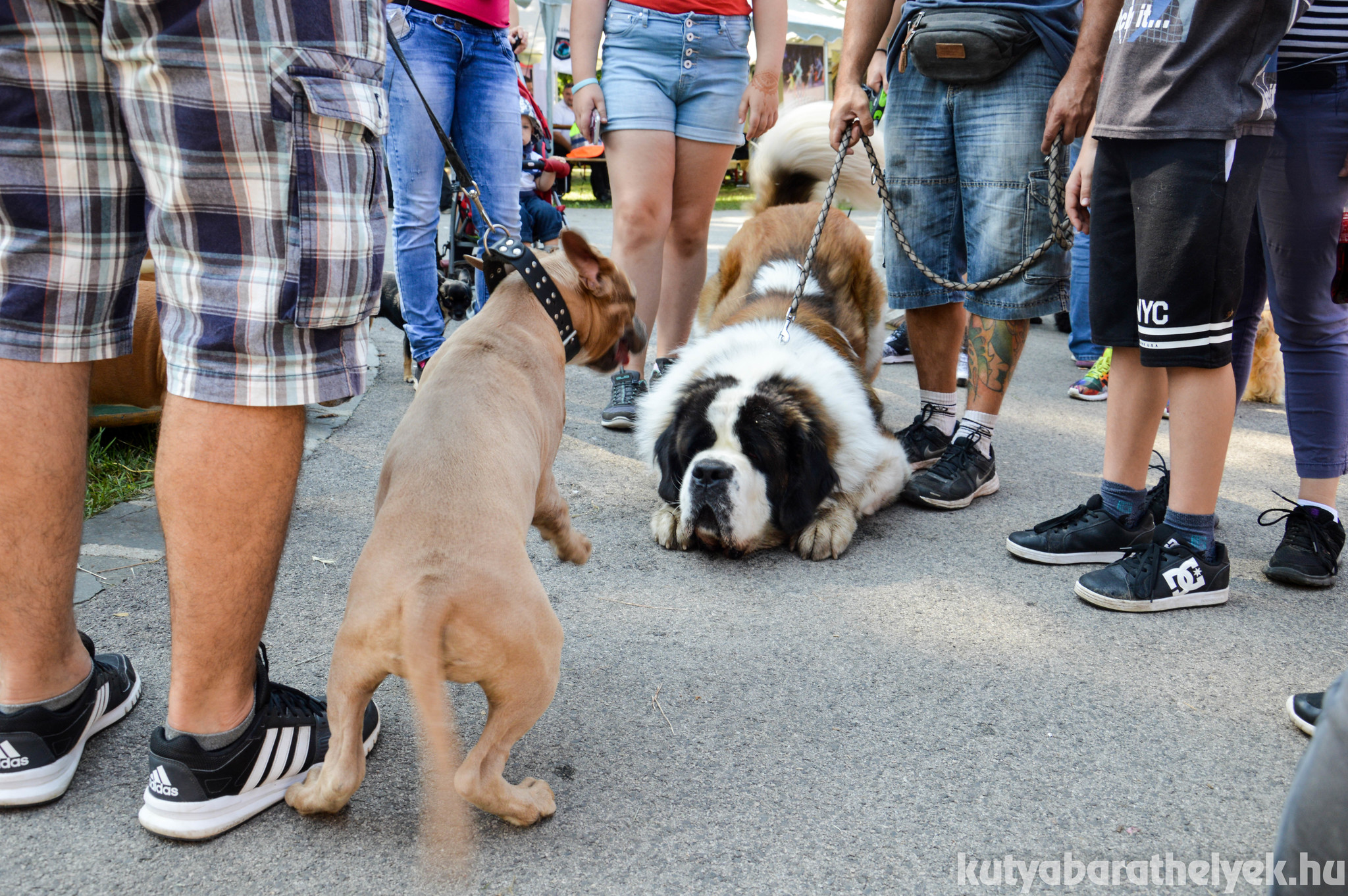 Kicsi és nagy kutyák is jól érezték magukat