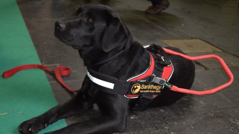 A vakvezető kutyának hála még jobban megnyílik a világ a vak emberek számára