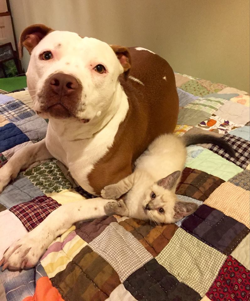 A pitbull polgármester és egyik lakótársa, a szintén mentett kiscica