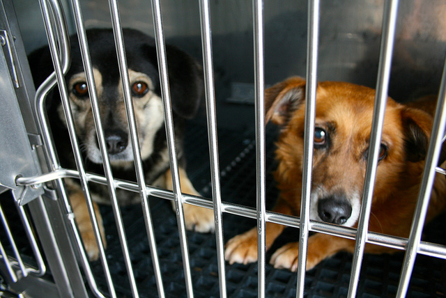 Hatékony stresszoldó lehet, ha a menhelyi kutyák hangoskönyvet hallgathatnak