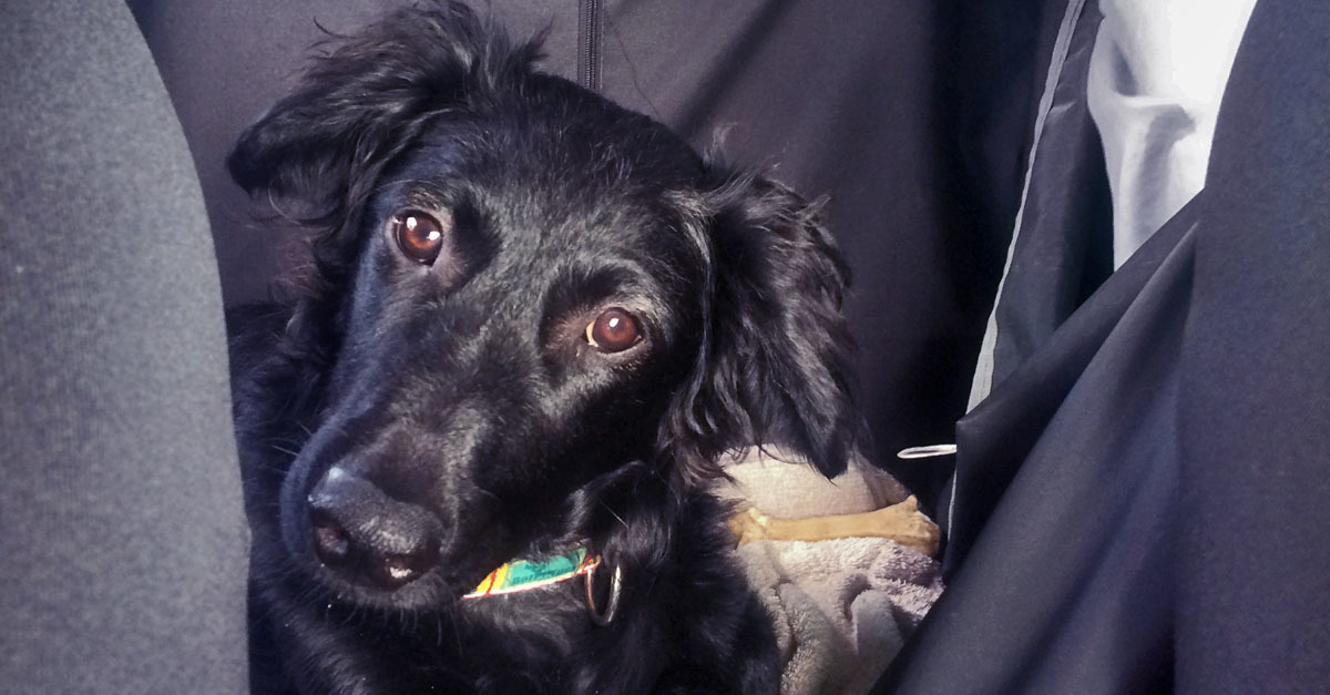 Utazás kutyával keresztül Európán - nagy kaland lesz!