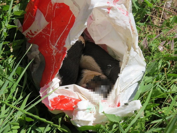 Összesen hat kölyök volt a kidobott szatyrokban