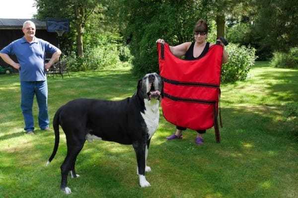 Csak a pónilovakra tervezett takaró jó a hatalmas kutyára