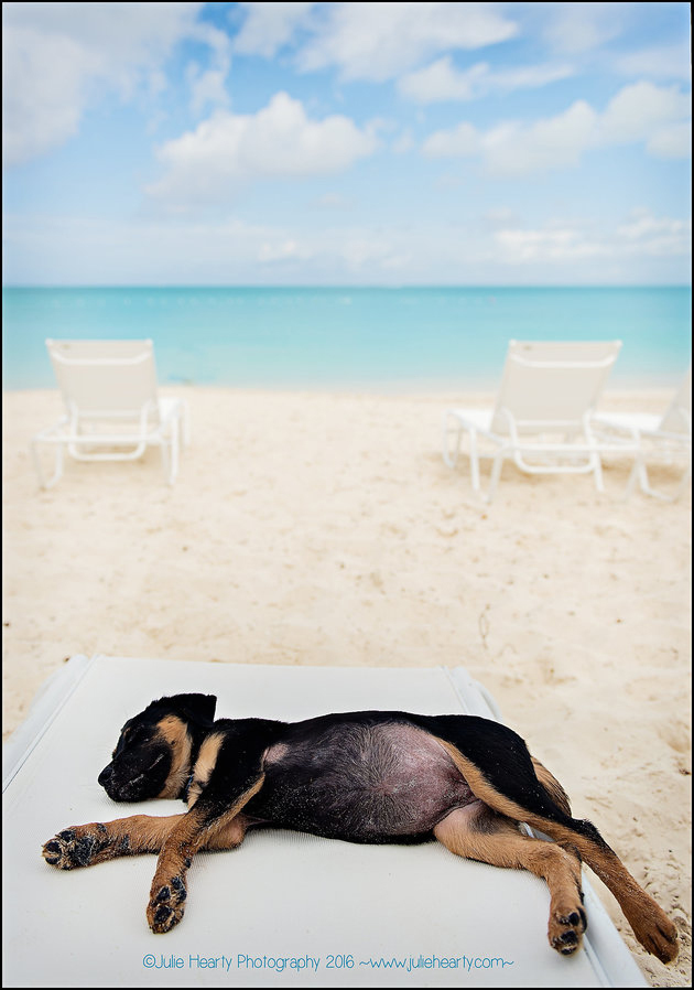 Pihenő a kölyökkutya: egy hosszú, fárasztó, de annál boldogabb nap áll mögötte 