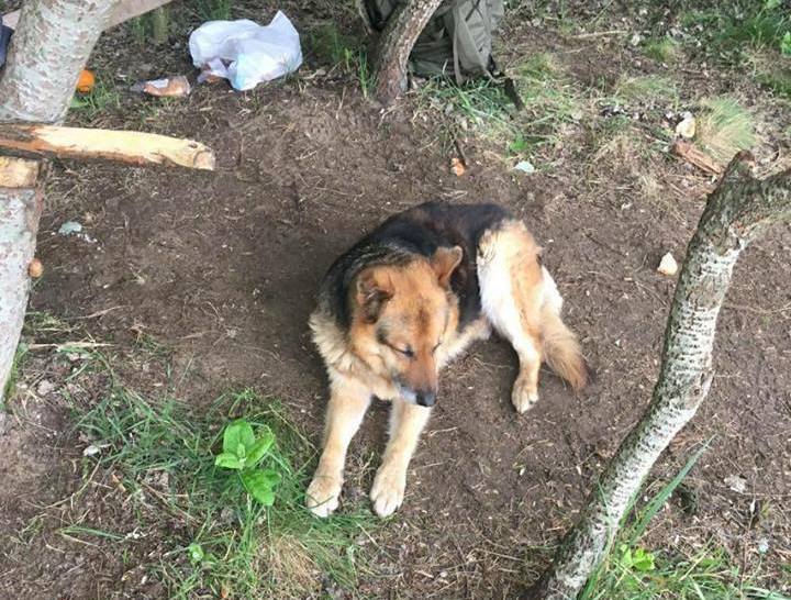Rossz körülmények között kellett a beteg németjuhásznak élnie