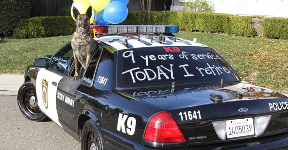 Fergeteges bulit csaptak a rendőrkutyának