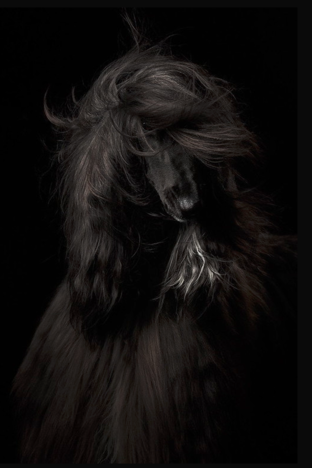 Anastasia Vetkovskaya: “A fekete szépség”