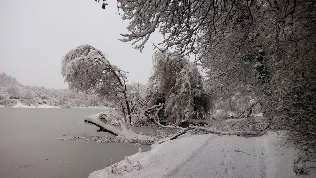 A hó és jég súlyától leszakadt ágak hevernek az ösvényen