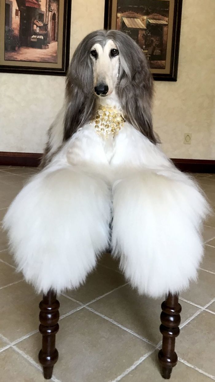 Az afgán agárnak ékszerre emlékeztető nyakörve is van