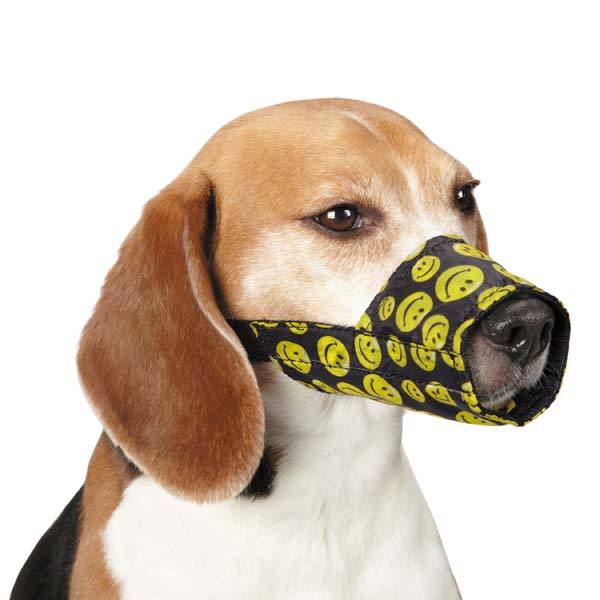 tömegközlekedés kutyával