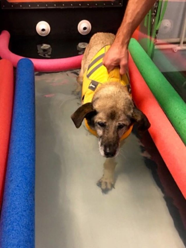 A hidroterápia az idős kutyák állapotára is jótékony hatással van