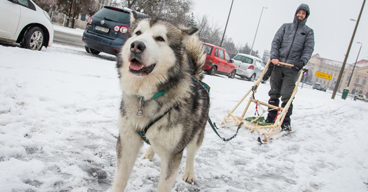 Kutyaszánnal Debrecen utcáin