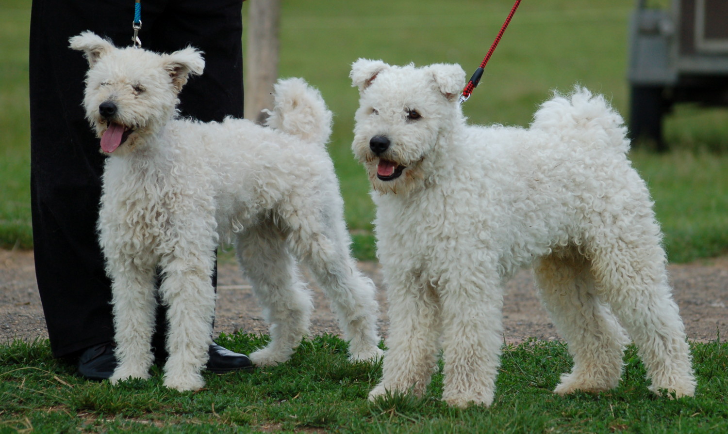 Pumik is részt vesznek a találkozón