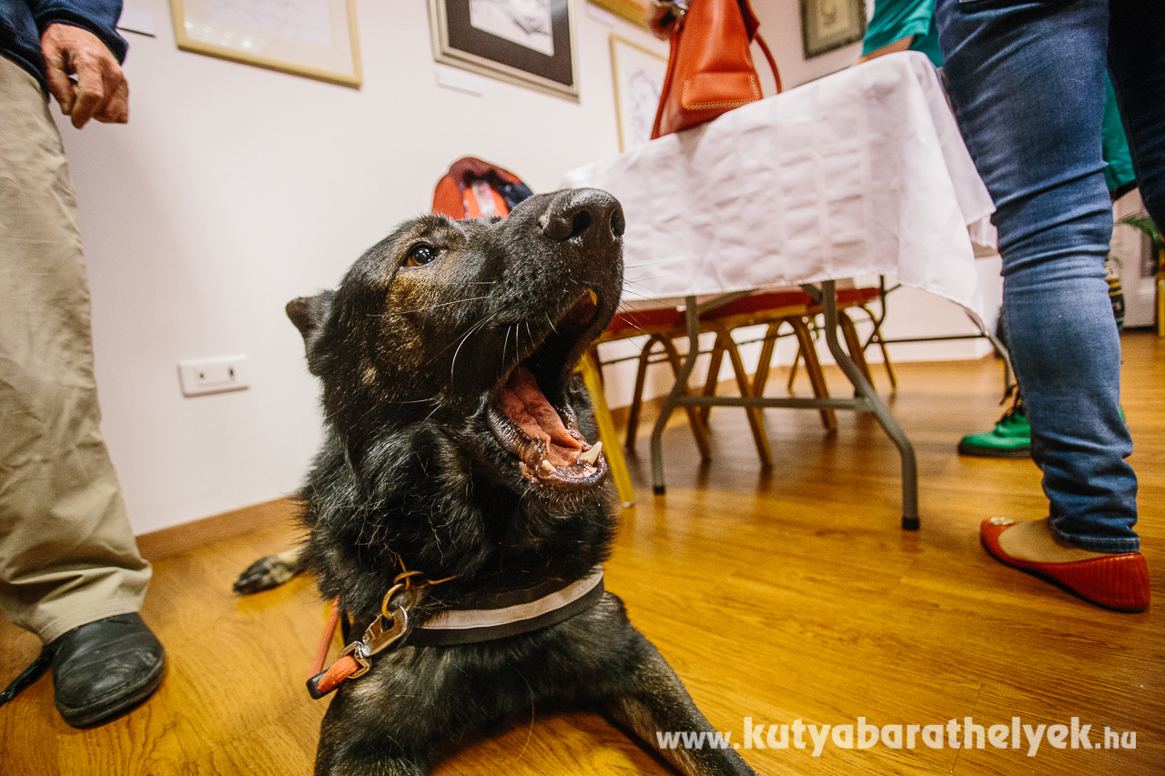 Connor élvezi a reflektorfényt és a sok simogatást, amit a rajongóktól kap