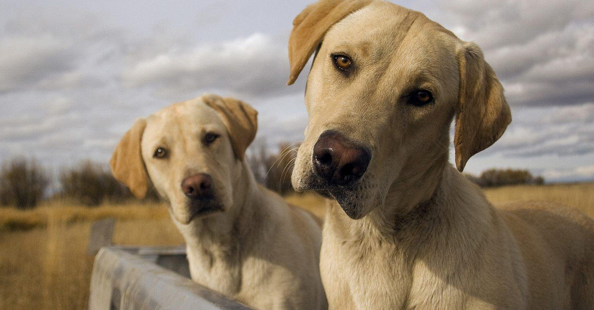 A kutyáknak is szüksége van a fajtársaik társaságára
