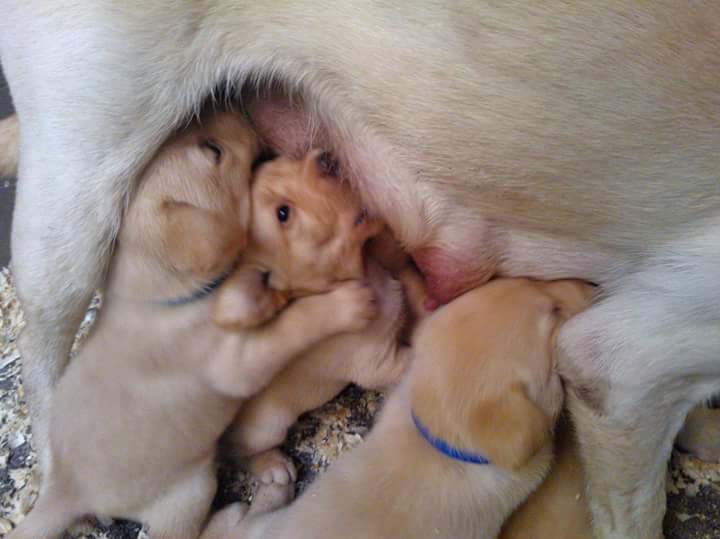 Ki születik vakvezetőnek? Ki születik vakvezetőnek?