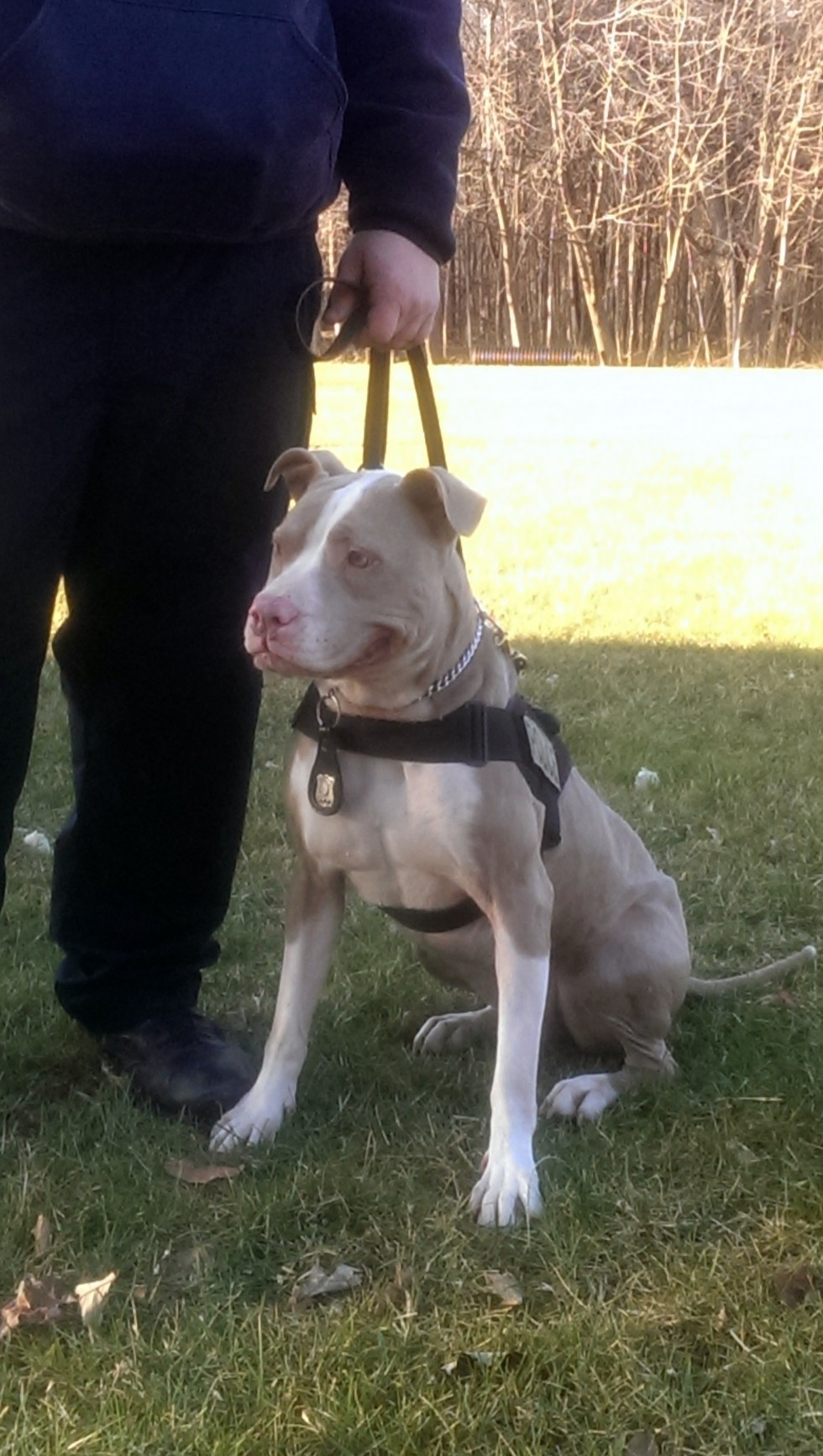 Szinte mosolyog! A pitbull imádja a munkáját!