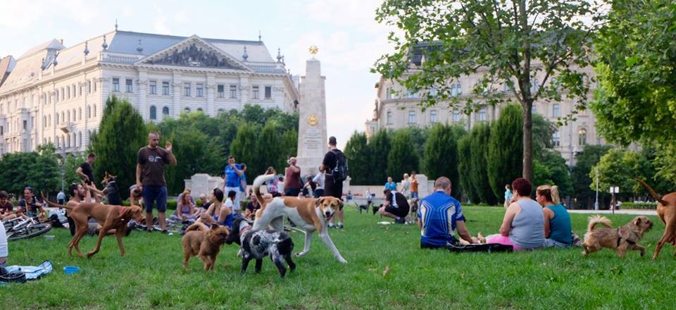 Nagy sikere volt a belvárosi kutyás pikniknek is