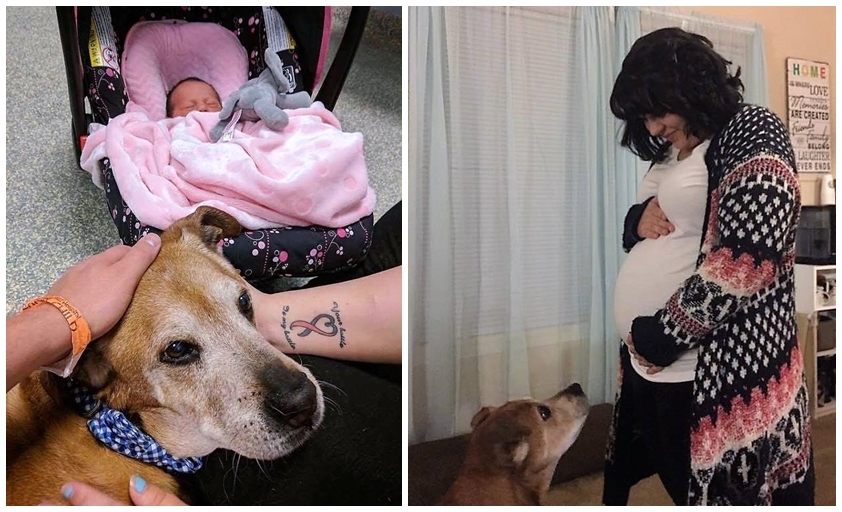 Ez az idős kutya megvárta, míg megszületett gazdái kislánya