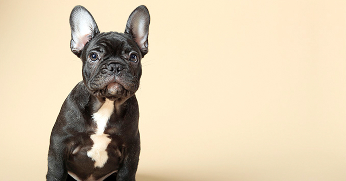 A francia bulldog a kedvence a magyaroknak