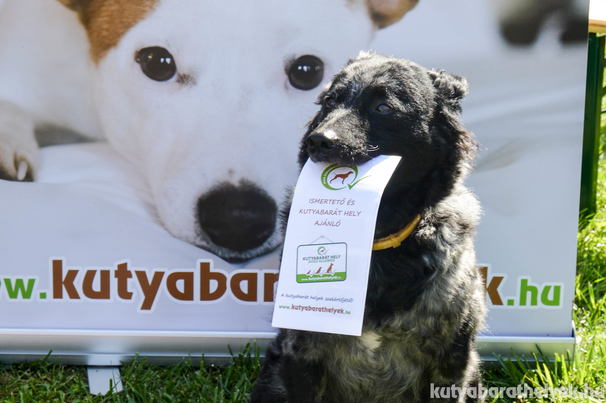 Vendég-mudi a Kutyabarathelyek.hu sátránál