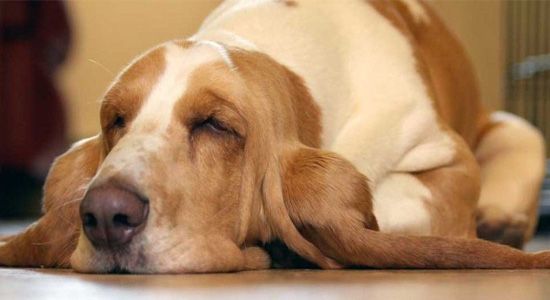 Egész nap csak pihen, mint egy öreg úr