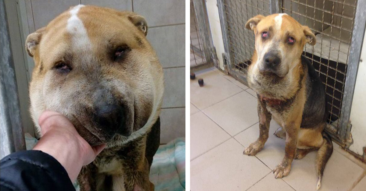 Fülöp már gyógyul - Egy újabb ártatlan áldozat