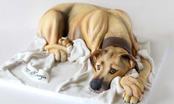 Szülinapokra is rendelnek kutya-tortákat