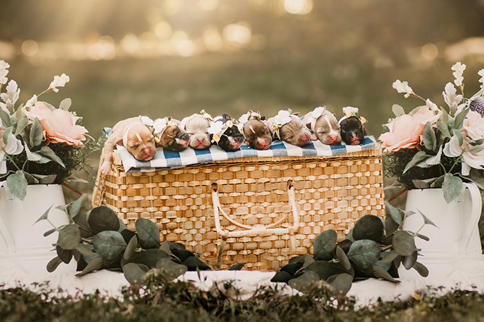 Az apróságok és mamájuk az állatvédőknél maradnak, míg elég nagyok nem lesznek a gazdihoz költözéshez