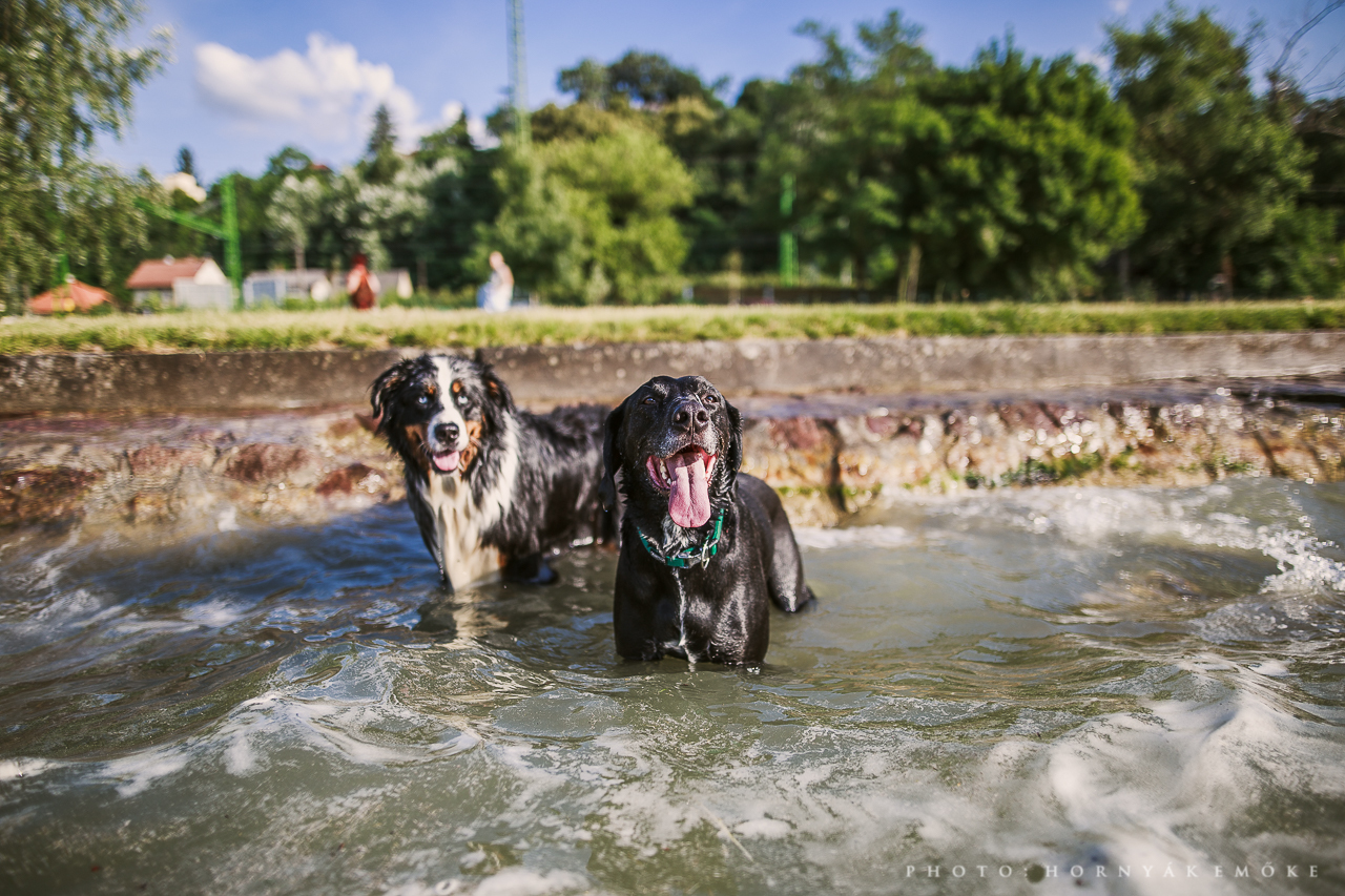 Fonyód - Kutyabarát fürdőhely