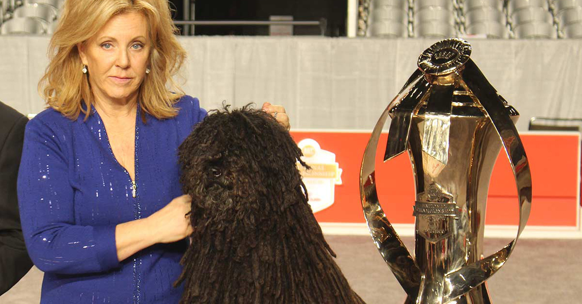 Puli lett a legjobb Amerika legnagyobb kutyakiállításán