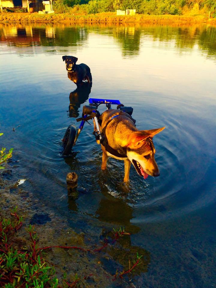 Baines két kedvence: a háromlábú Damn és a kutyakocsis Coke imádják a vizet