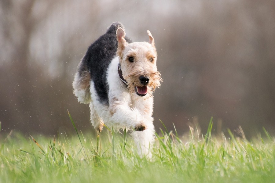 Kutyafajták futáshoz - Foxterrier