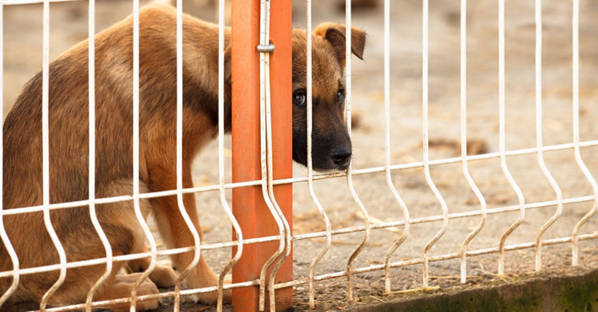 Az egészséges kutyákat is sorra elaltatták - nem humánus módszerekkel. A kép illusztráció