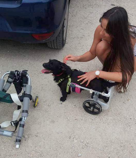 Kis kétkerekű kocsik segítik Masnit, így újra szaladhat és játszhat