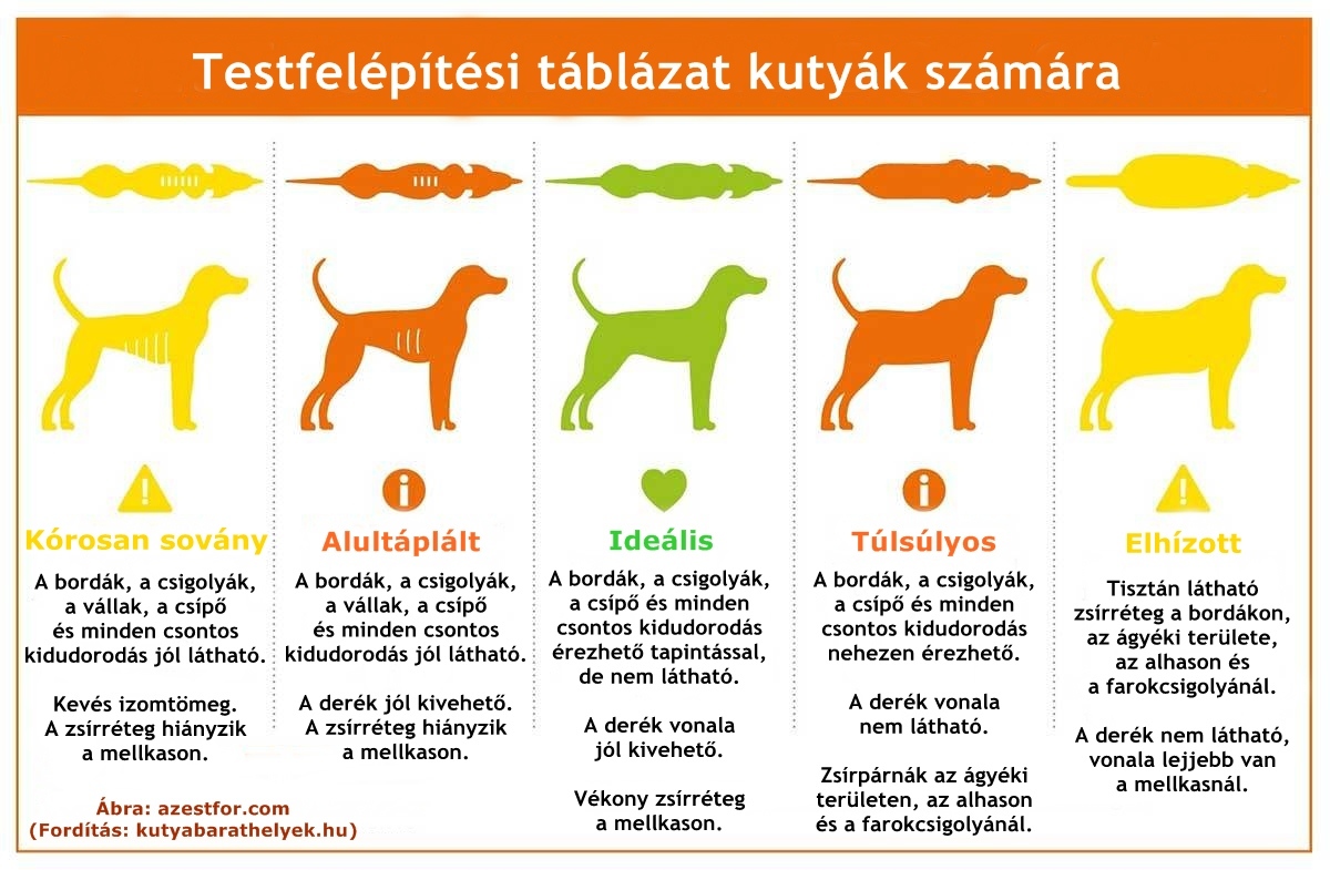 Testfelépítési táblázat kutyák számára