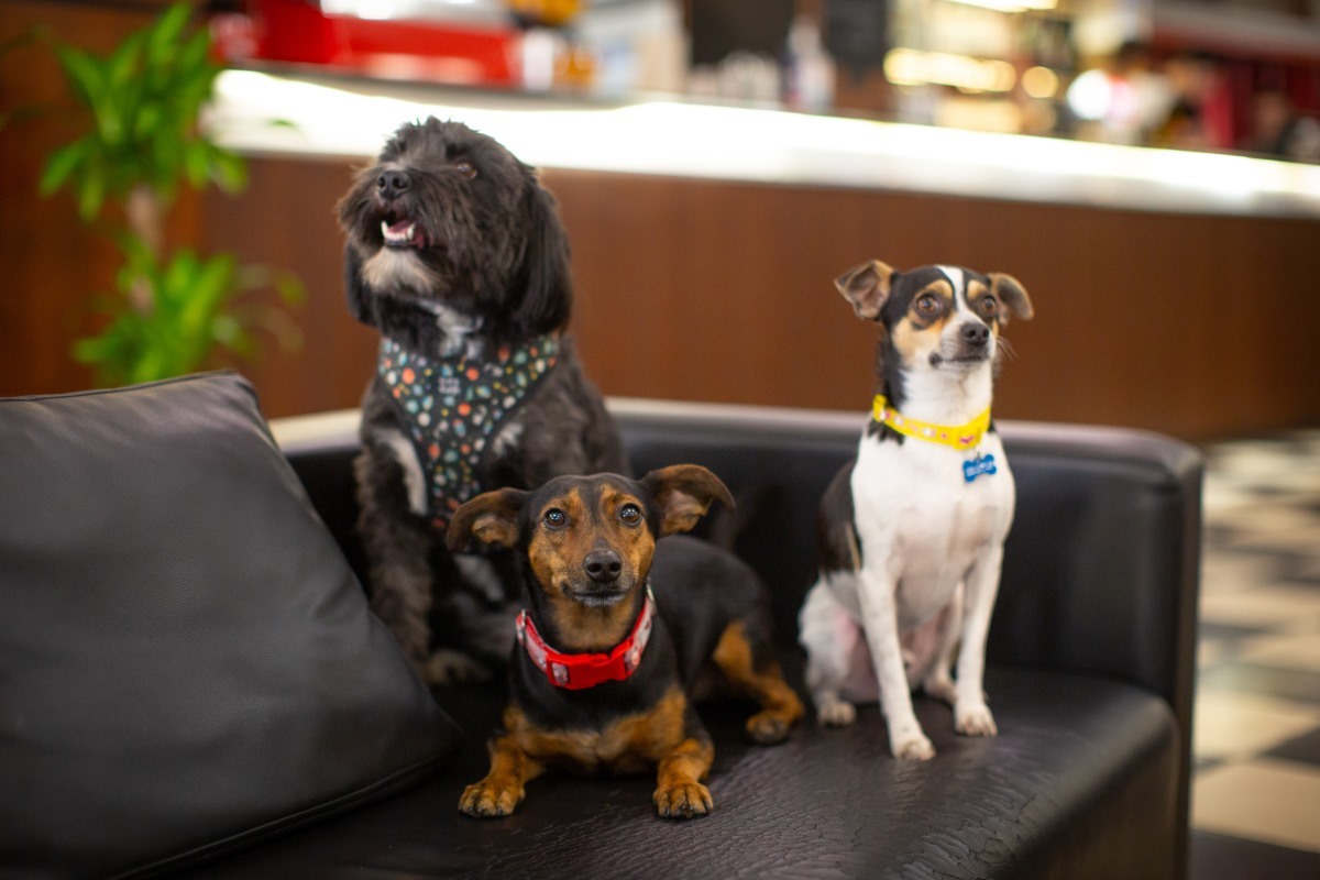 Kutyabarát Átrium Bisztró Kutyabarát Átrium Bisztró