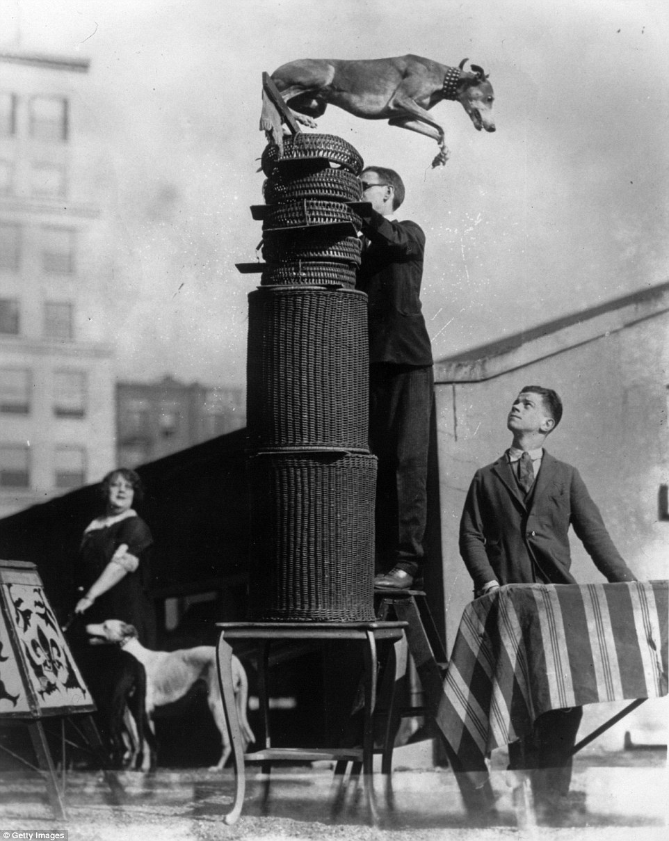 A kosárugrás is része volt a kutyakiállításnak A kosárugrás is része volt a kutyakiállításnak