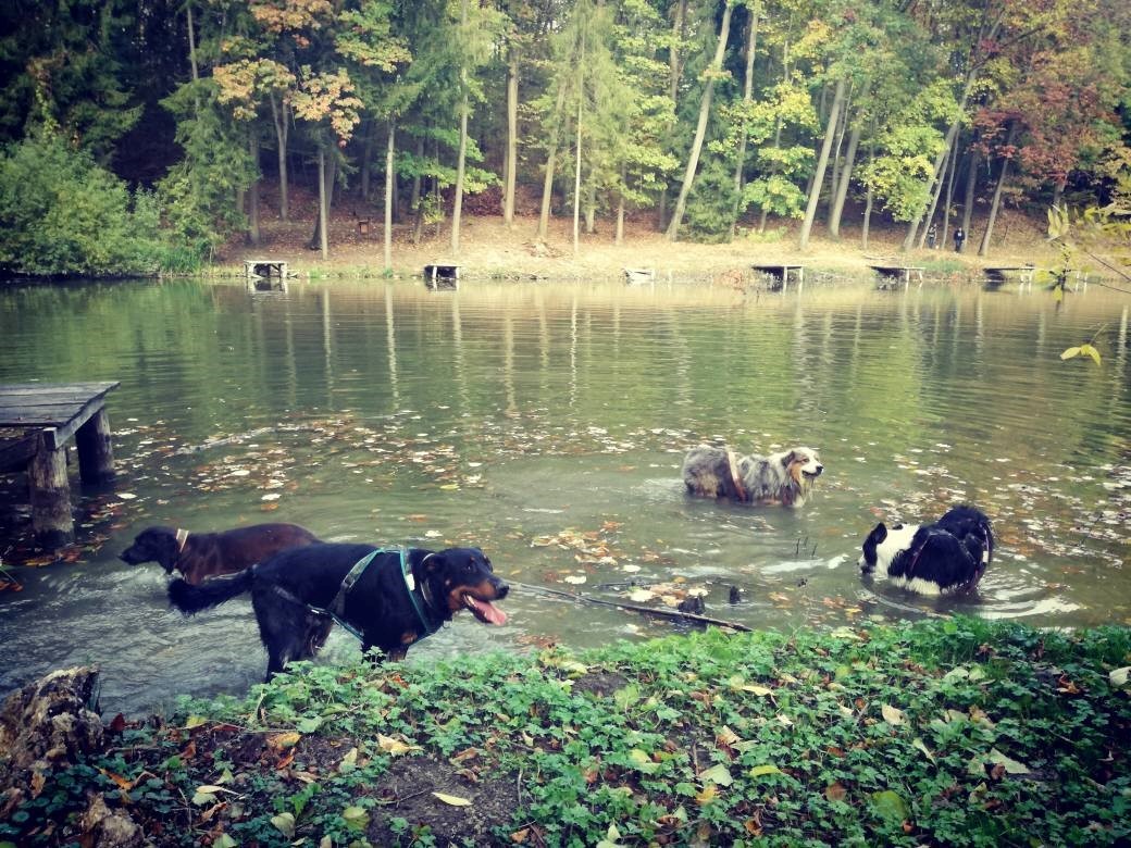 Nyári melegben ne feledkezzünk meg a hidratálásról és a kutya hűtéséről!