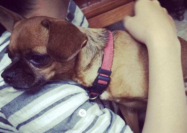 Ölelgetéssel csak rontunk egy félős kutya helyzetén