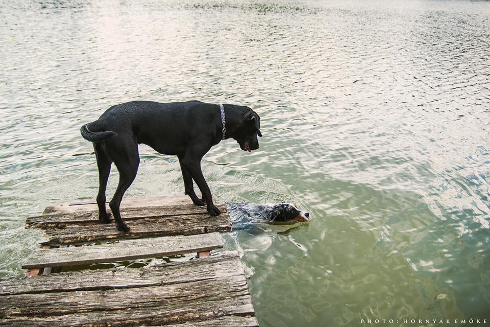 A Borostyán-tavat is élvezik a kutyák!